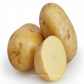 Selling high quality raw fresh potato factory price